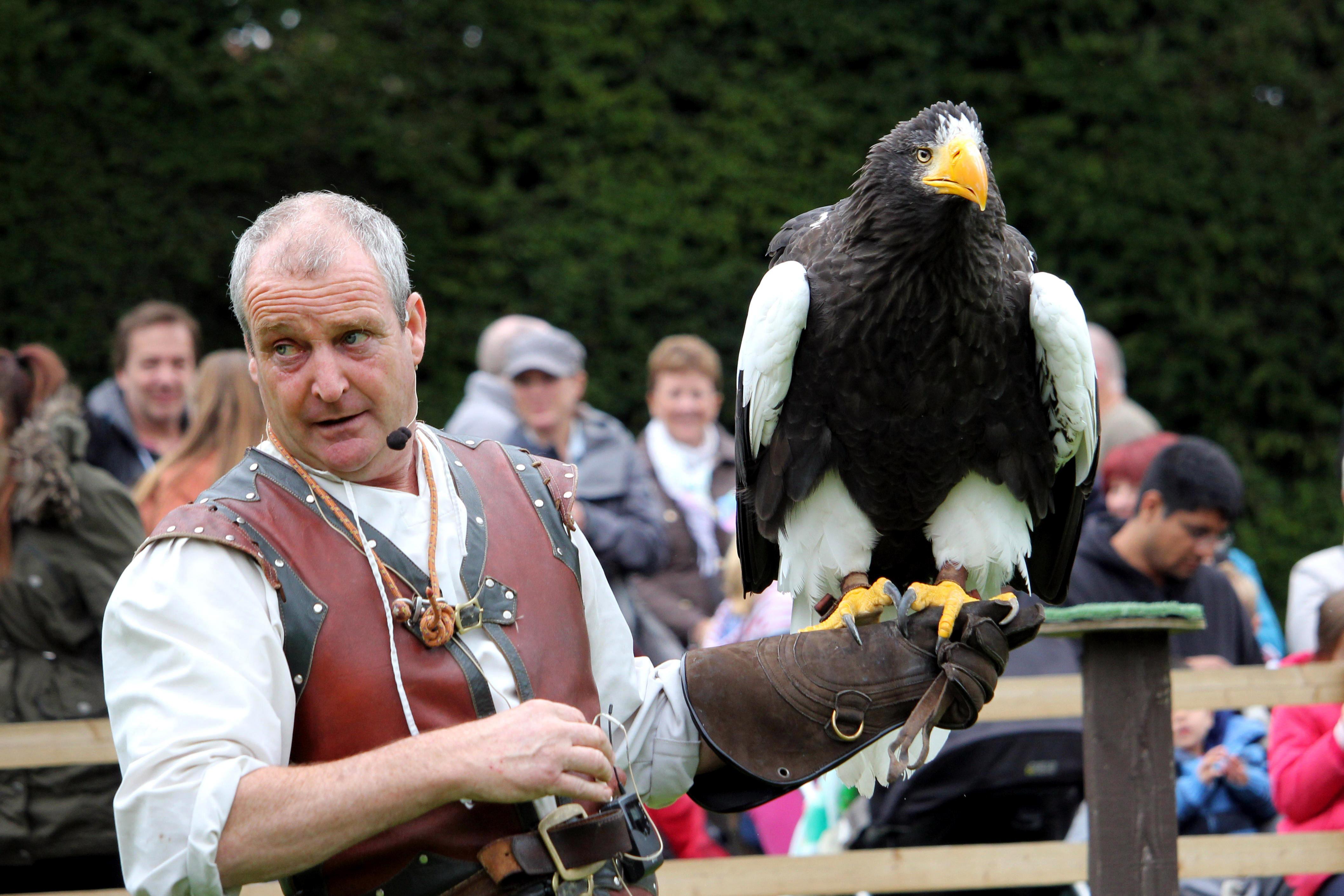 Falconry at Warwick Castle - one of the best family days out in the UK